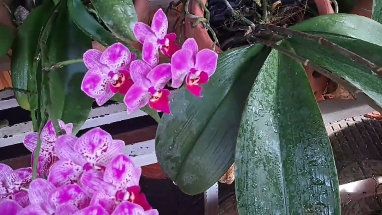 Phalenopsis orchid caring tips# greenmystic# viral video