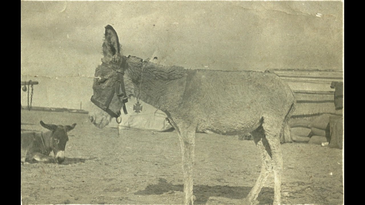 A Gallipoli Donkey Named Murphy