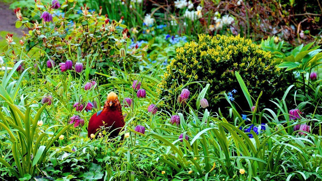 Garden Of Eden - Spring In The Hidden City Garden | Harry Pierik Tuinontwerp | TuinHarryPierik.nl