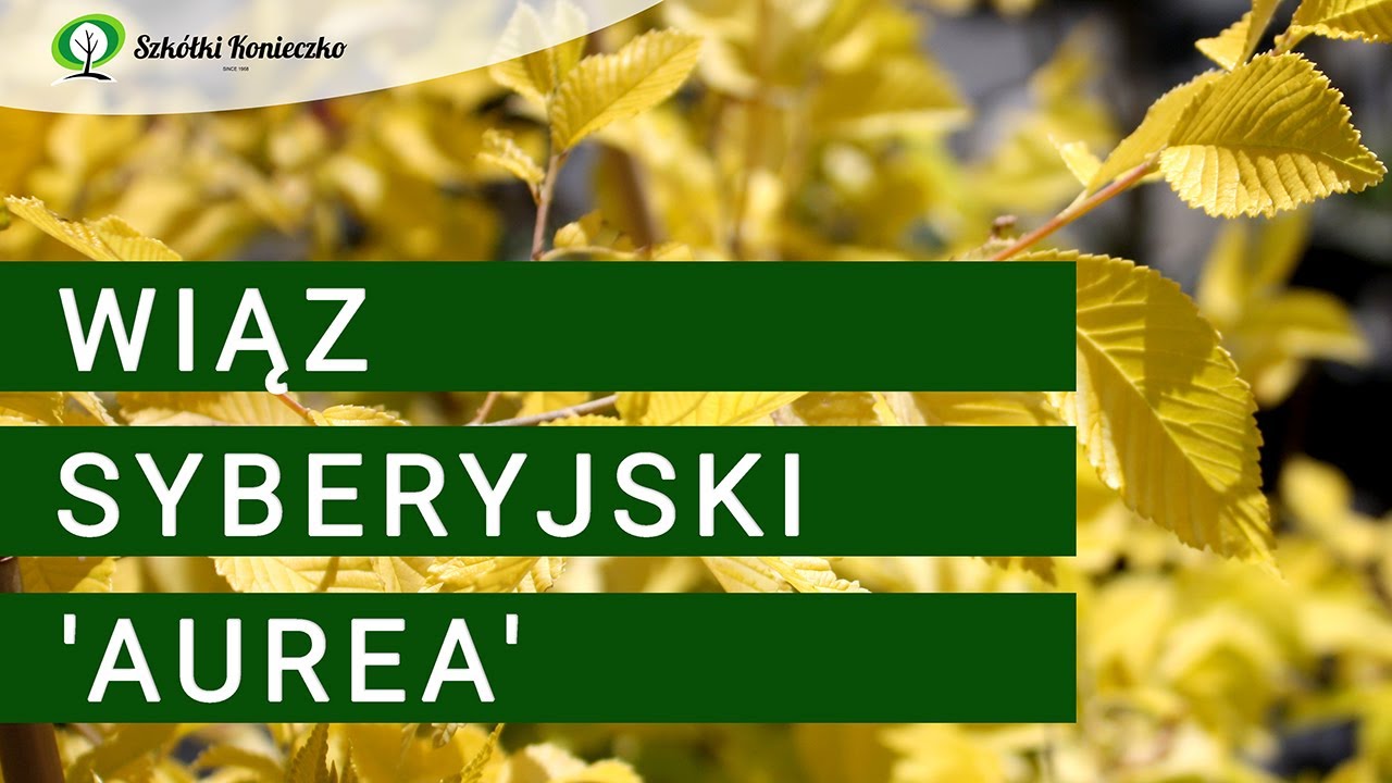 Wiąz syberyjski 'Aurea' - soliter do ogrodu i doskonałe drzewo alejowe