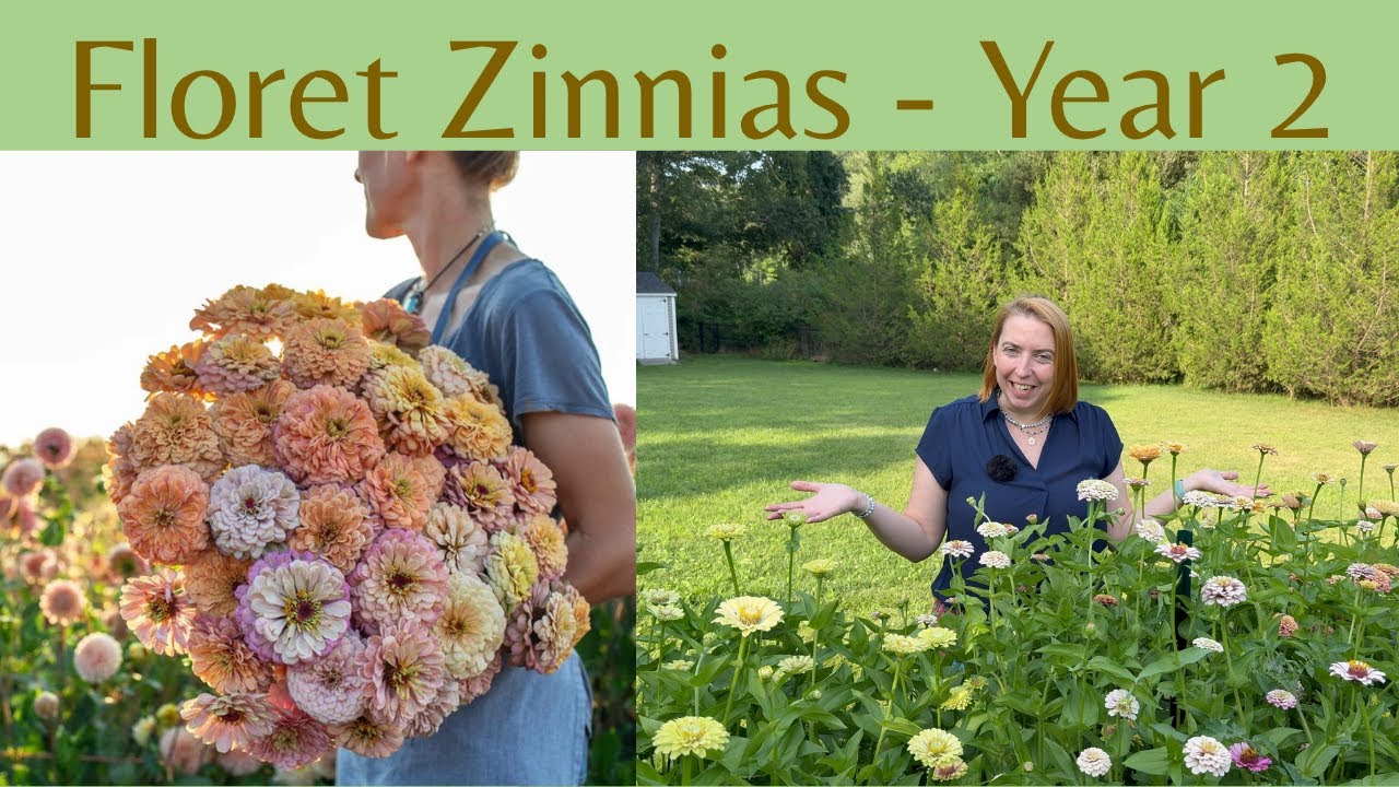 Циннии сорта Floret, второй год выращивания: можно ли вырастить больше махровых цветков?