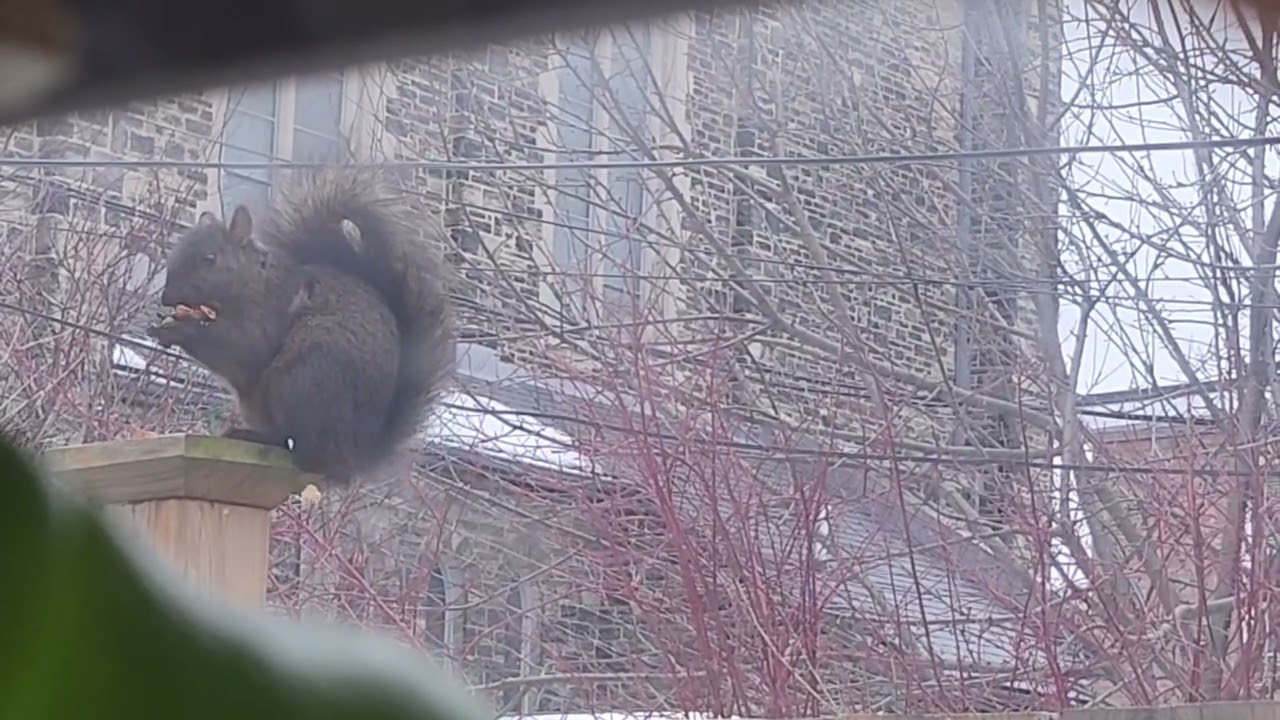 🐿️🥜 At Last! Squirrel Enjoying Its Peanut ❄️🐾💛