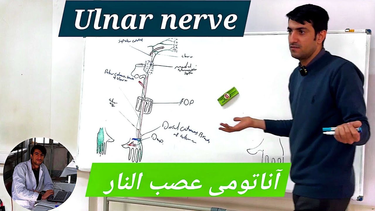 Ulnar Nerve Anatomy | مسیر، عصب‌گیری و نکات بالینی مهم