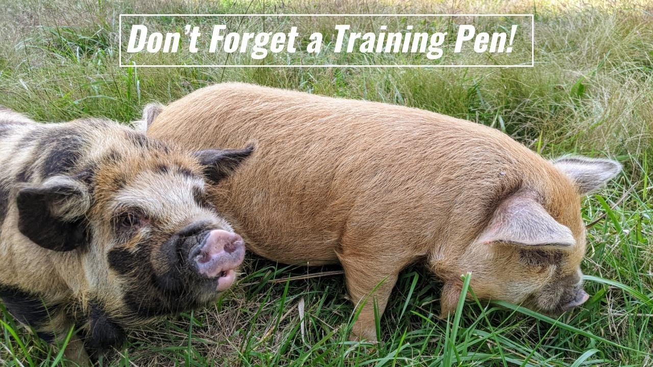Getting Started with KuneKune Pigs - Training Pen