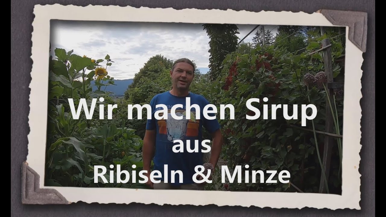 Wir machen Sirup aus Ribiseln & Minze