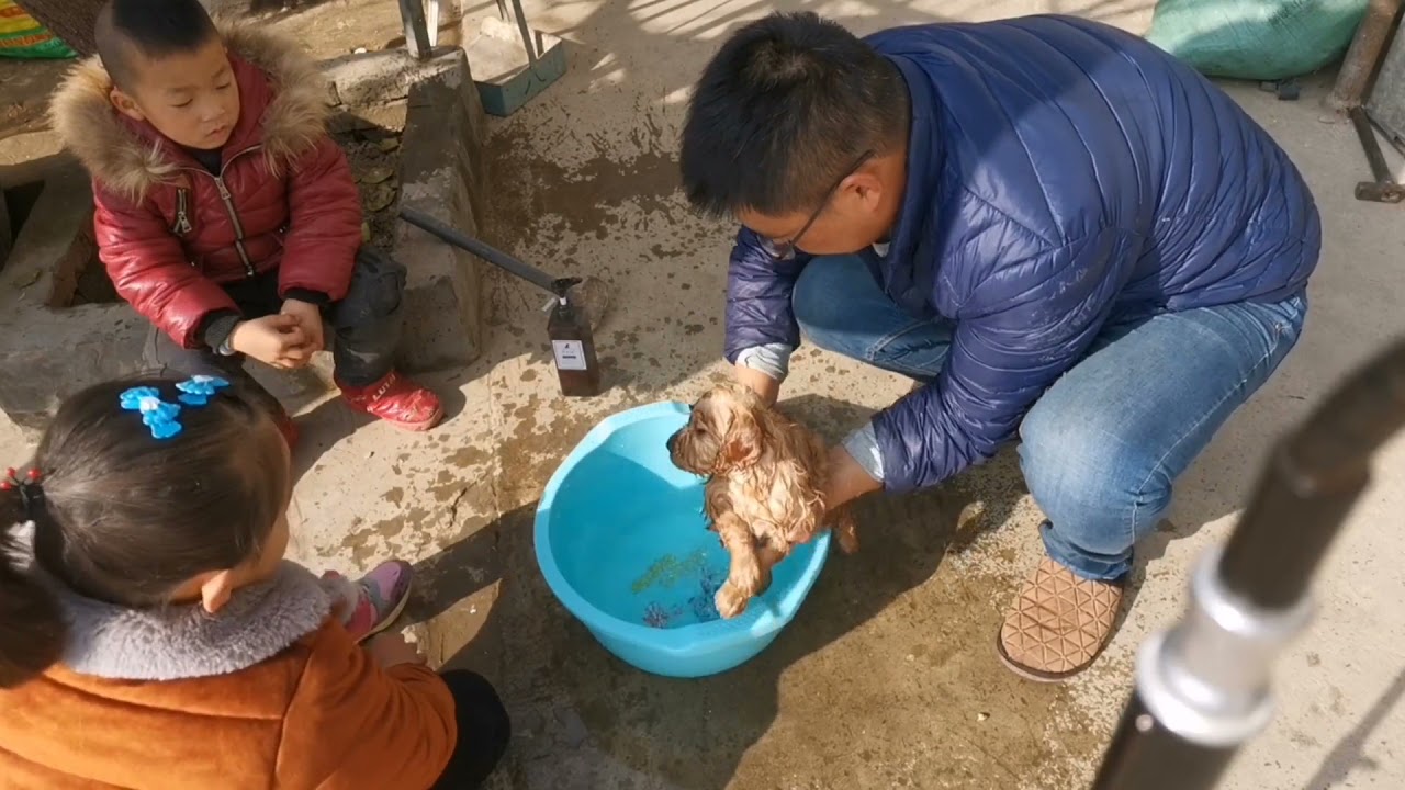 金毛小奶狗第一次洗澡，全程很乖巧，洗完澡晒晒太阳太可爱了