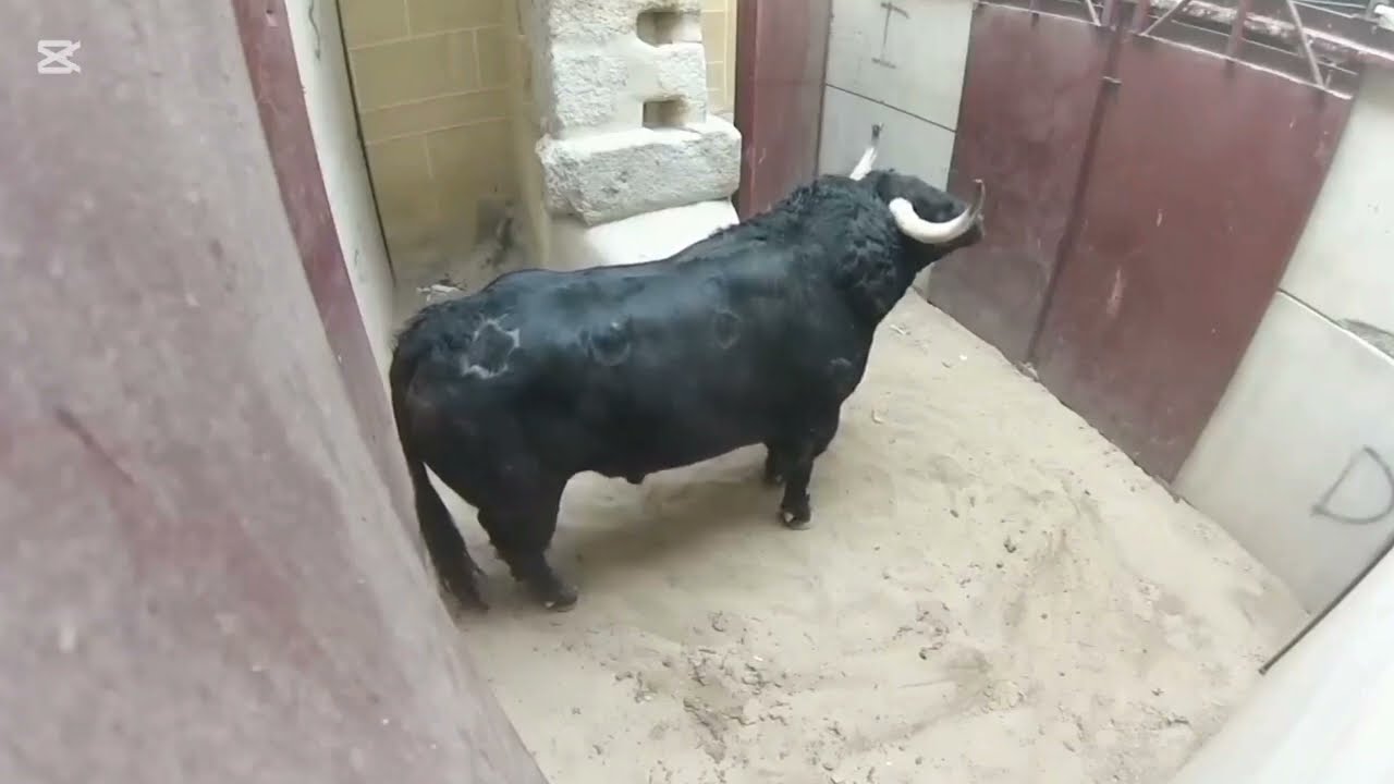 Pahari cow again. Afzal Wapari #cow #pahari#farming #trending #dairyfarm #fyp #foryou #medicare