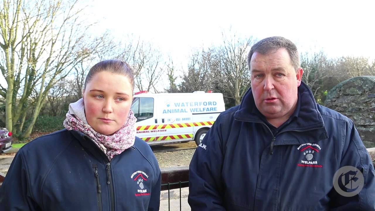 Waterford Animal Rescue