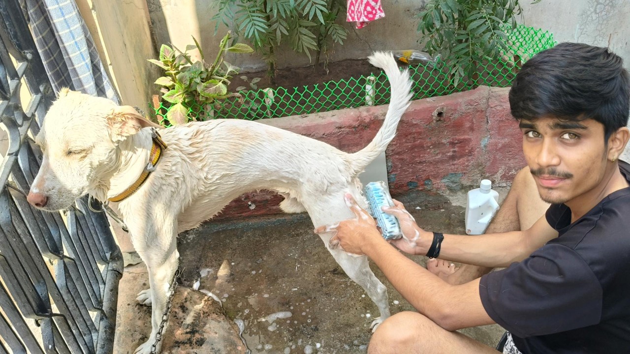 Aaj moti ko saumy nehla diya