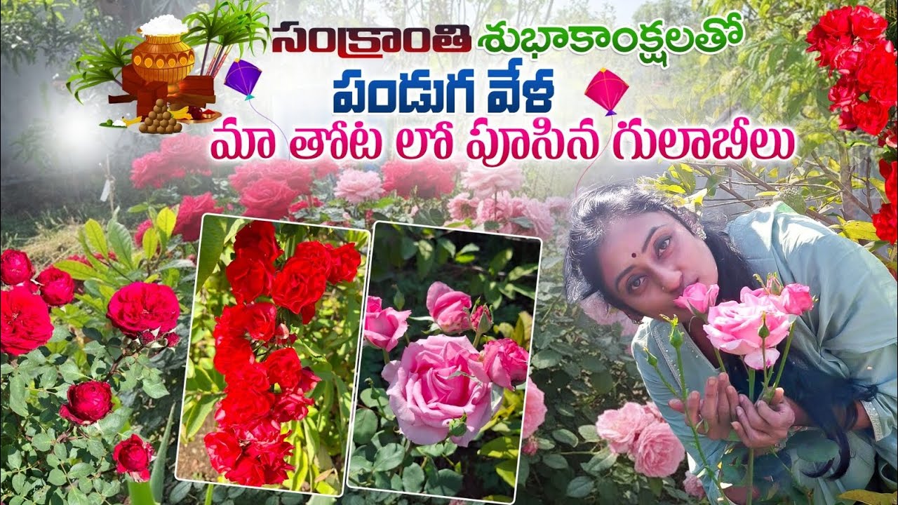 సంక్రాంతి పండుగకు మా తోటలో పూసిన అందమైన గులాబీ పూలు 🌹#kalyaninewspresenter #trending #viral 