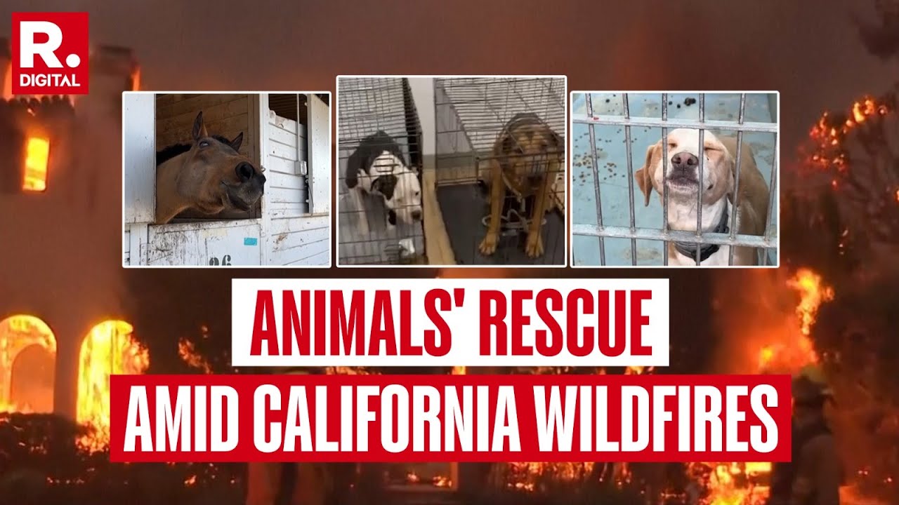 Amid California Wildfires, Animals Find Shelter At Rescue Homes