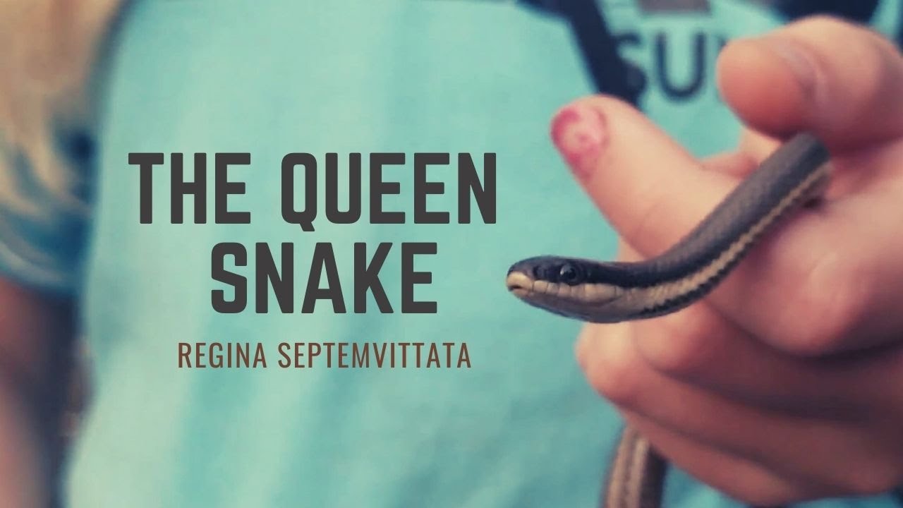 The Queen Snake (Regina septemvittata)