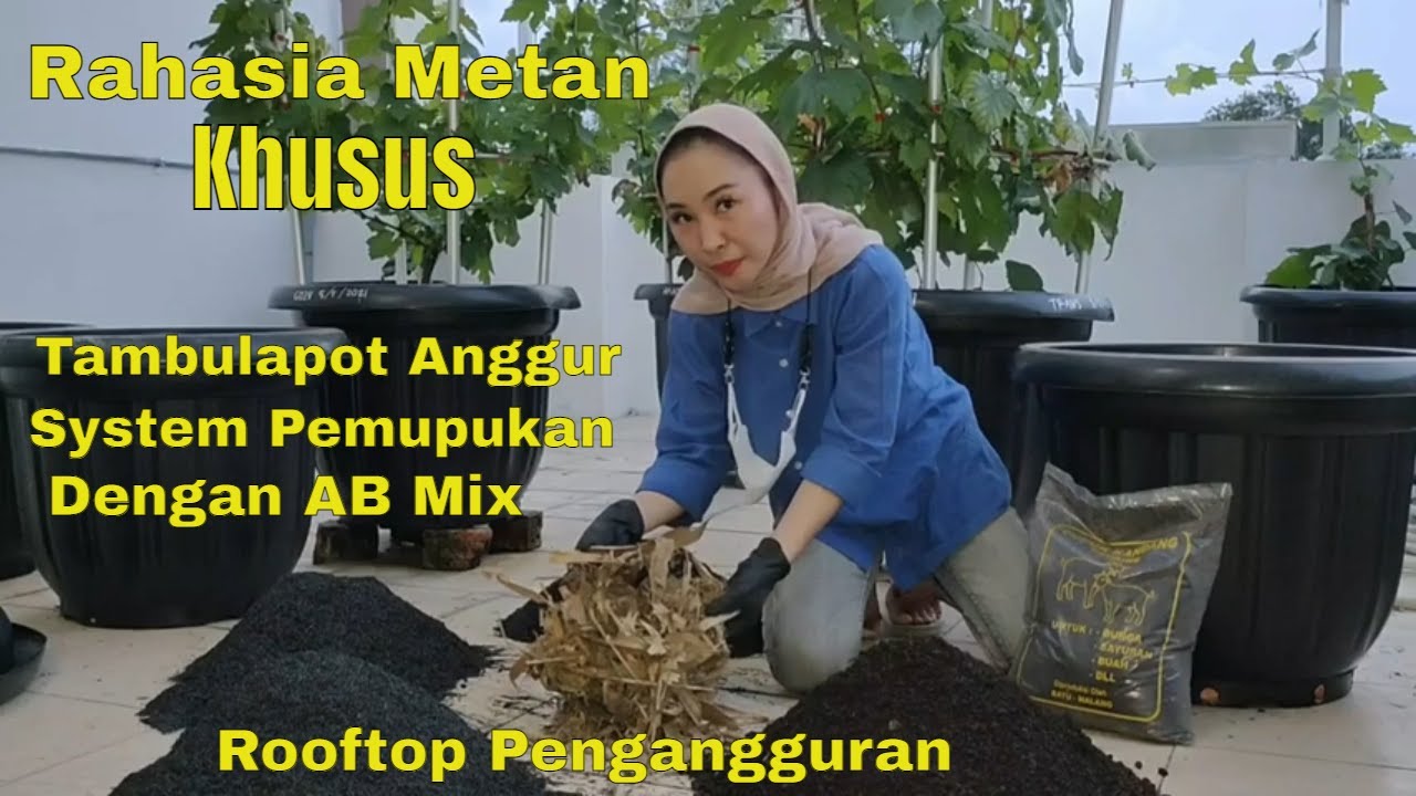 Rahasia Media Tanam Tambulapot Anggur khusus Pemupukan dengan AB Mix Anggur di Rooftop Penganguran