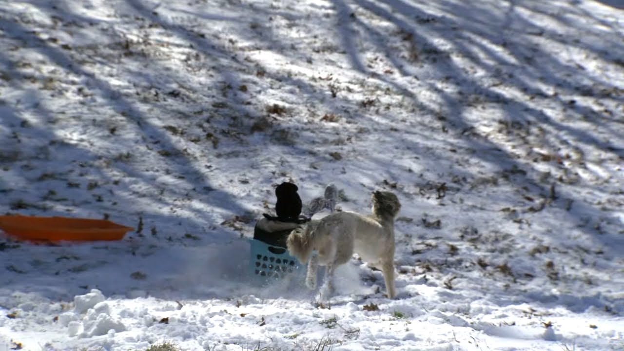 Sledding in Raleigh
