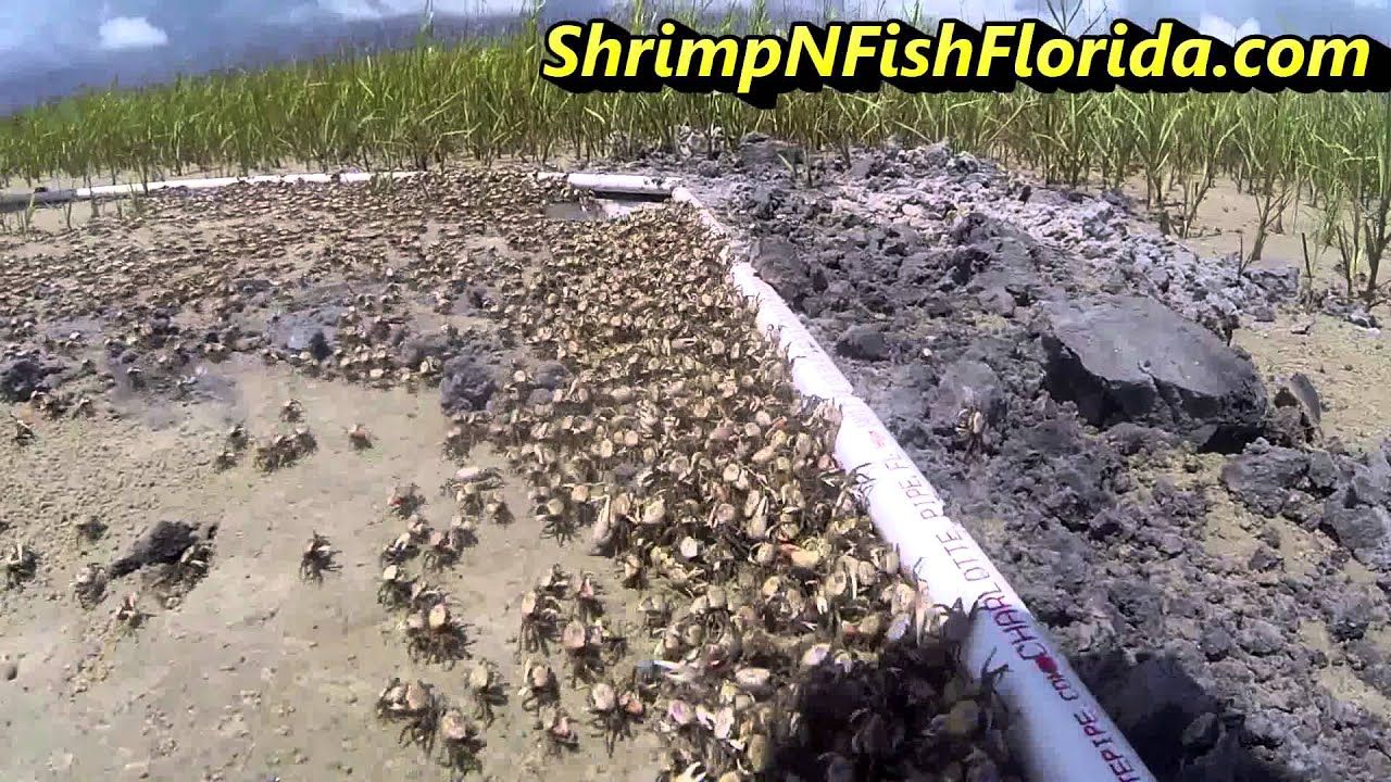How To Catch Fiddler crabs, The Fiddler Crab Roundup Part 1 of 2