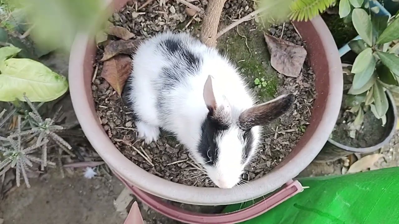 Rabbit's little fun, rabbit having fun #viral video #pet lover###adoreble #cute 
