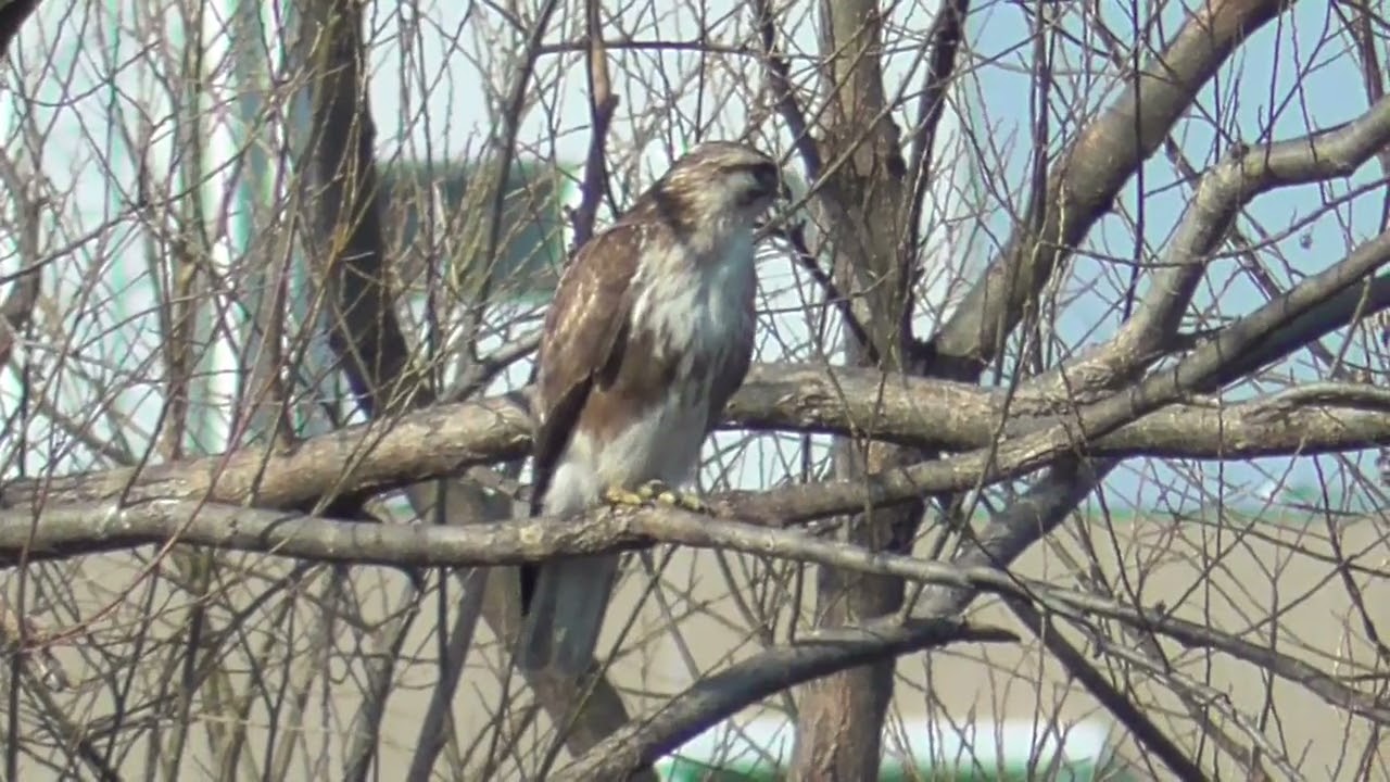 Y0160　Oita River　Buzzard searching for prey