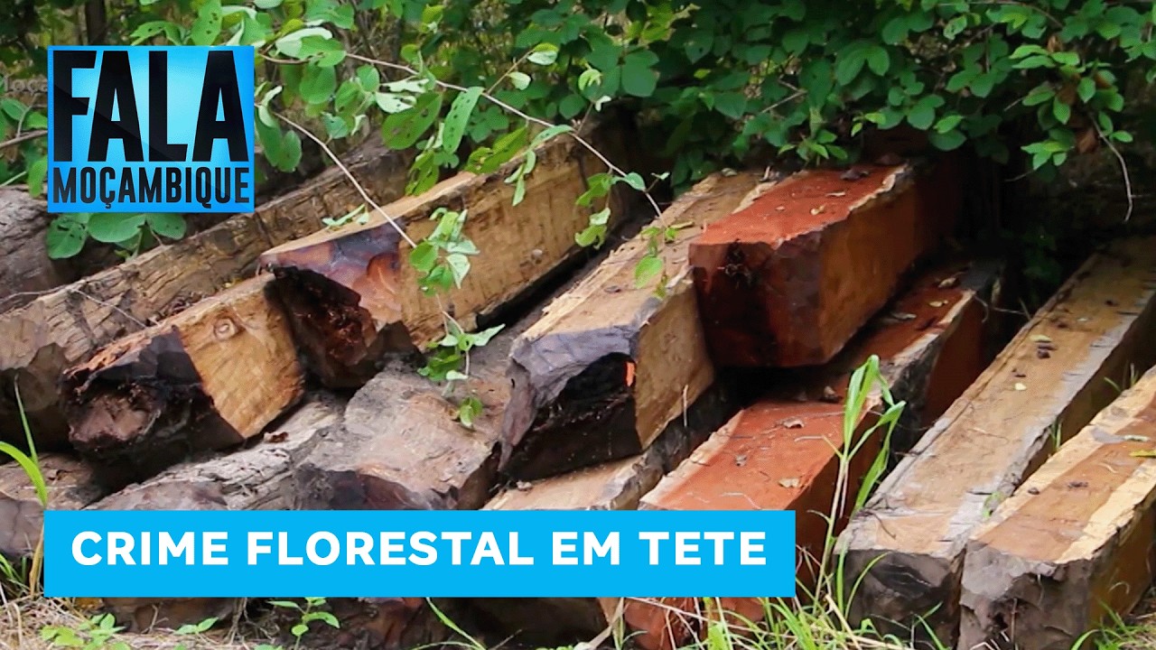 Mais de 400 contentores terão passado fraudulentamente pelo Porto de Pemba