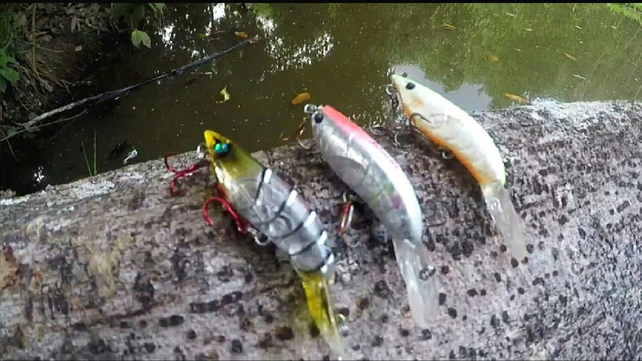 O CAMARÃO DOIDO ATACA DE NOVO. Um Peixe atrás do outro