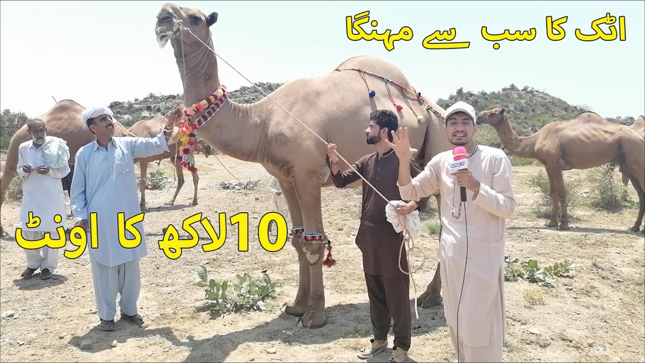 Most Expensive Camel in Attock