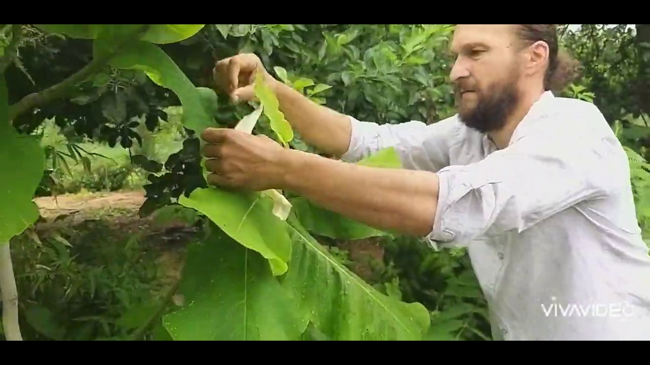 22.06 купальские цветы