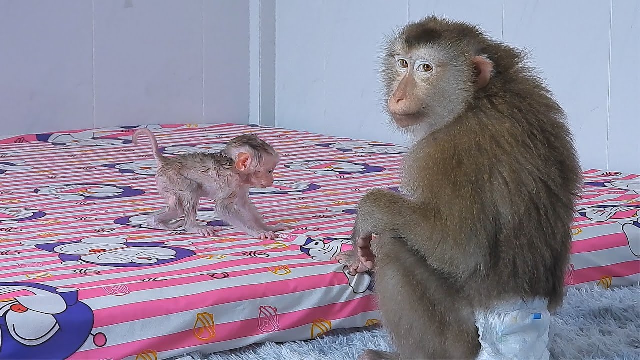 Mommy Luna Teaching Baby Luka Walk After Take A Bath