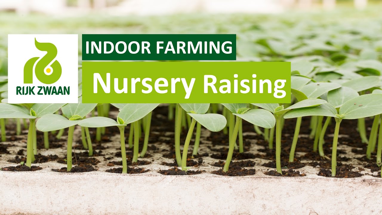 How to raise cucumber in a nursery? | नर्सरी में खीरा कैसे उगाएँ?