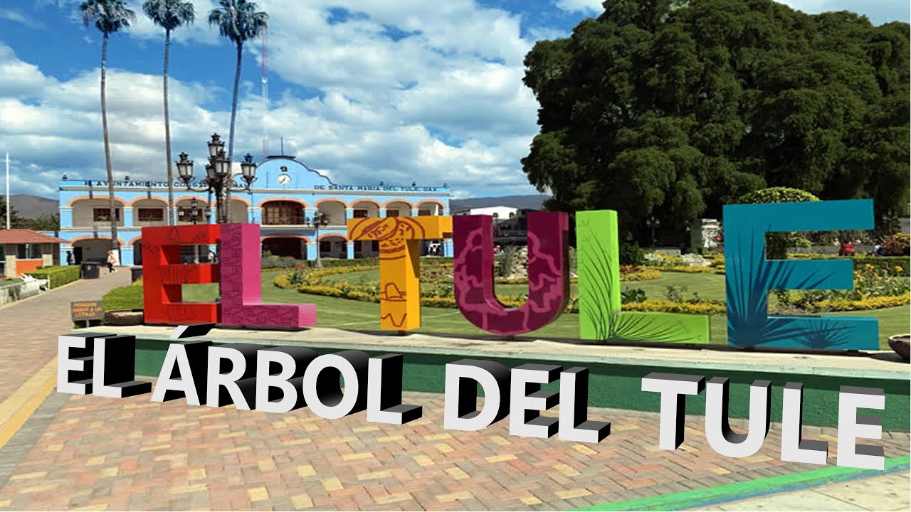 EL ÁRBOL DEL TULE, Oaxaca. El ser mas viejo y enorme del mundo.