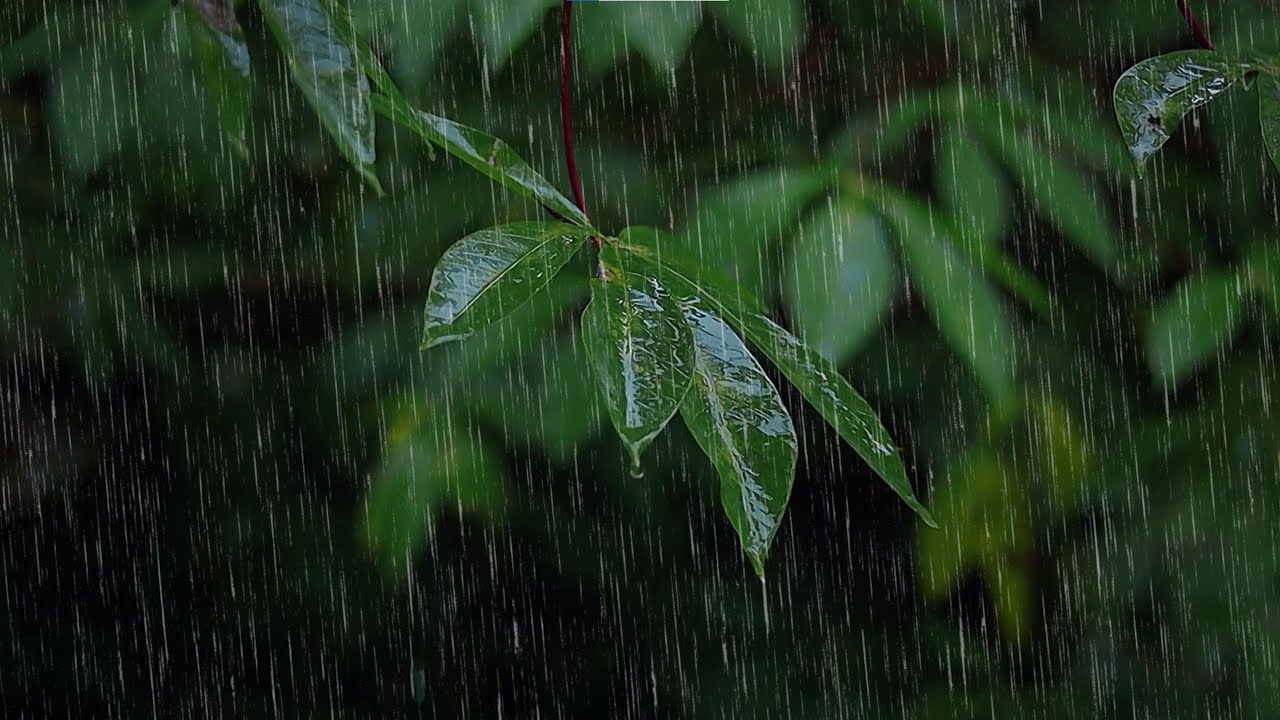 When Rain Rests on Garden Leaves – Calm Sounds for Peaceful Sleep