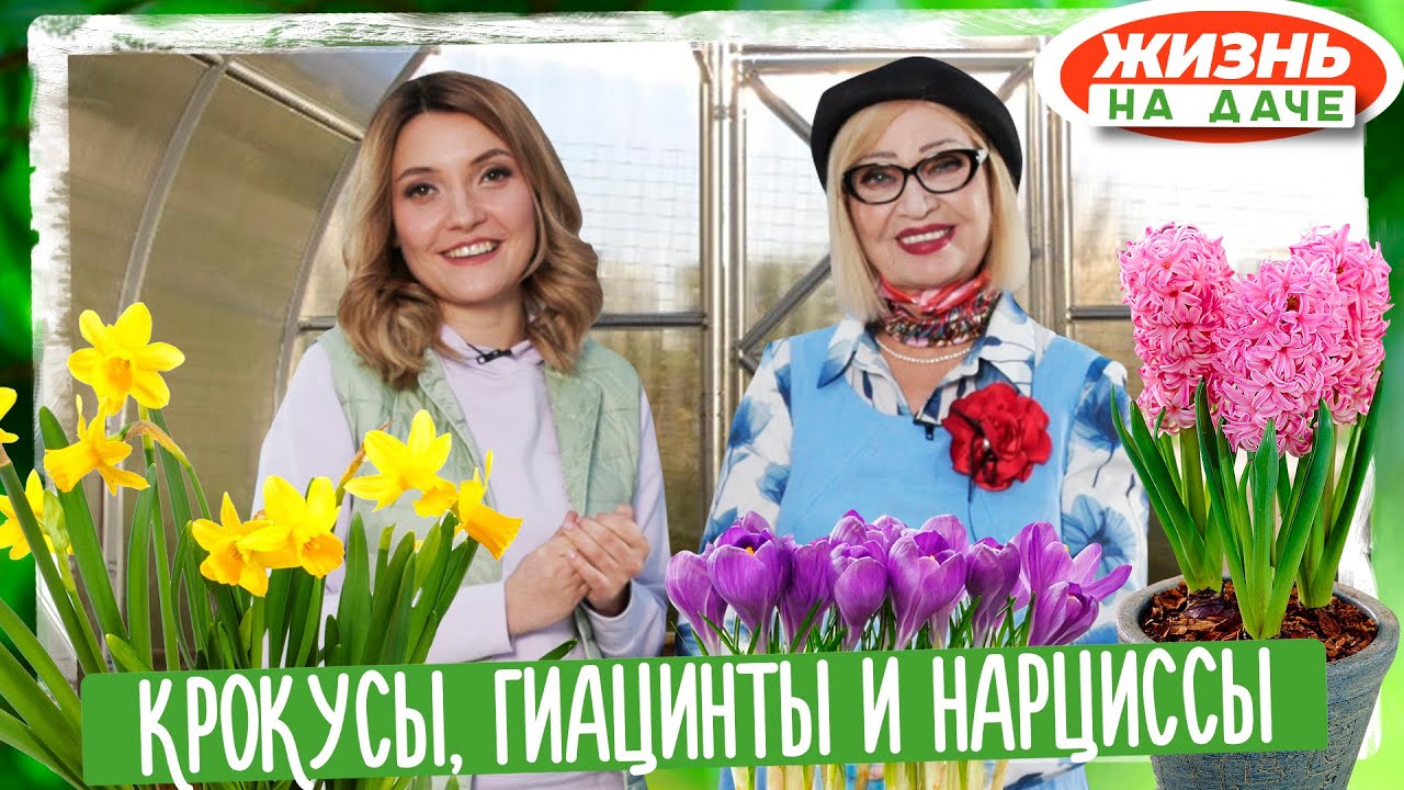 Крокусы, гиацинты и нарциссы! Выгонка луковичных цветов в домашних условиях.