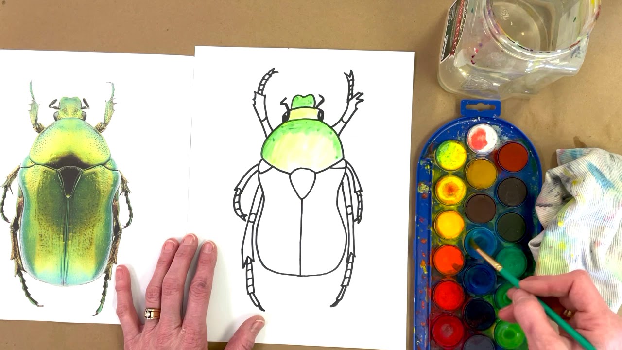 Scarab Beetle for teachers, parents, and students.