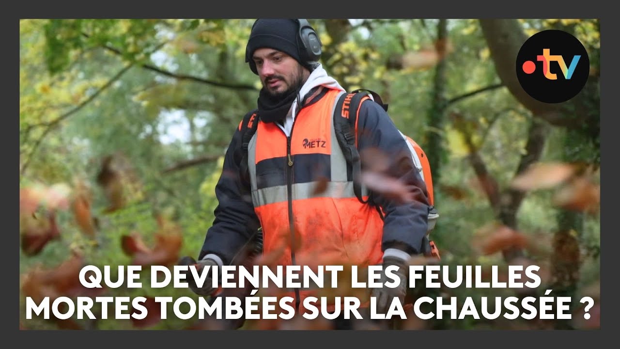Que deviennent les feuilles mortes ramassées par les agents municipaux ? Réponse à Metz (Moselle)
