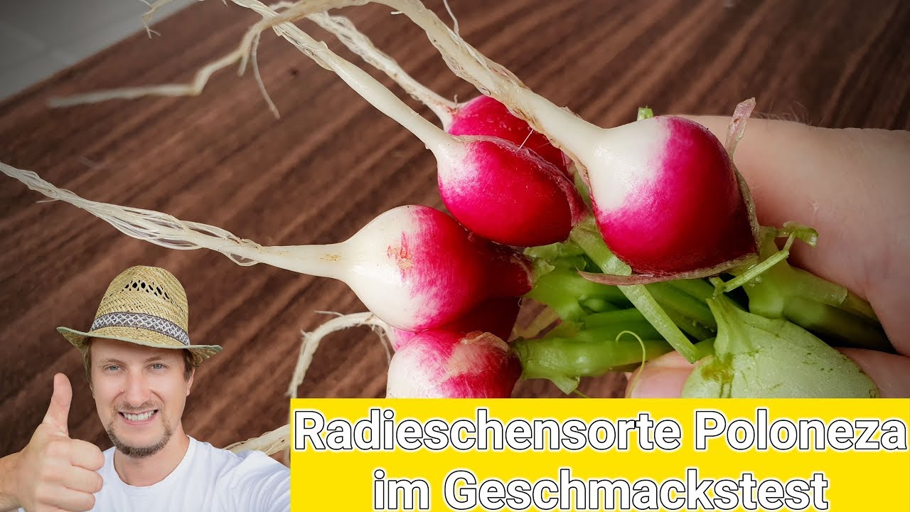 Radieschensorte Poloneza gut geeignet f&uuml;r Kinder 🌞