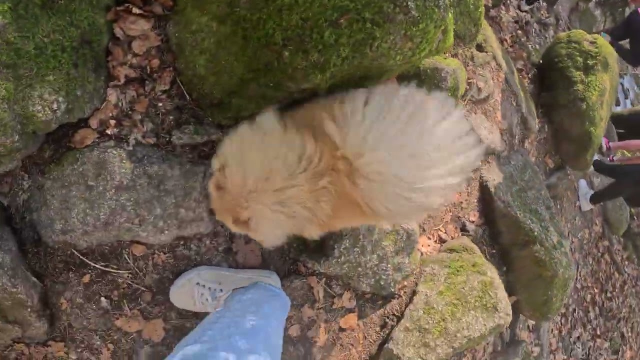 March Hike with our Pomeranian 🐾 Spring is coming ! Virtual walk