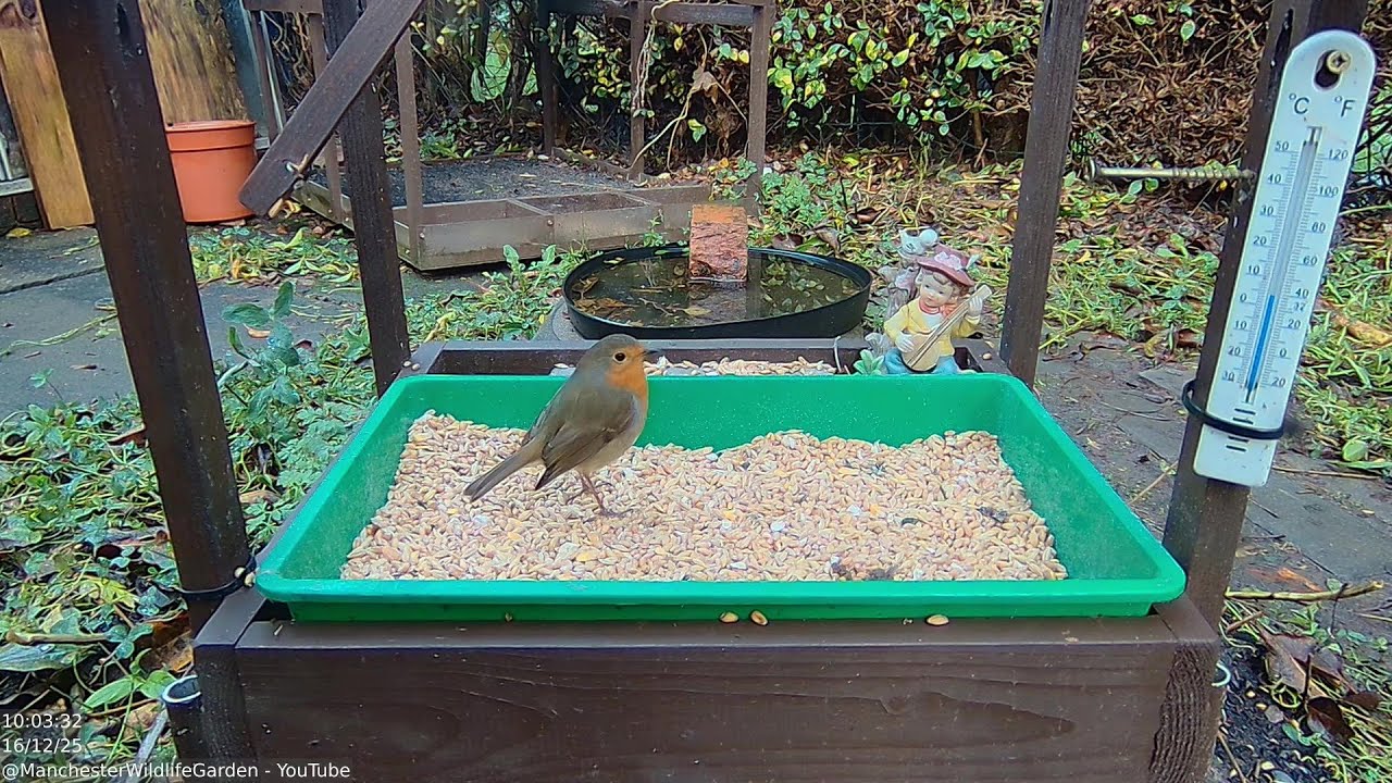 Daily Montage - 16/12/2025 - Manchester Wildlife Garden