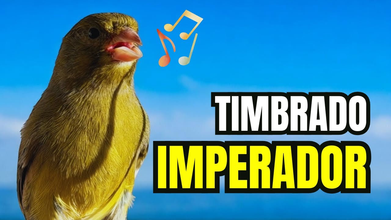 TREINANDO o CANTO: Canário TIMBRADO espanhol com 5 meses (039/2025)