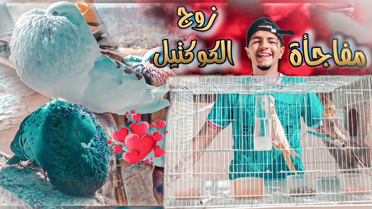 مفاجاه زوج الكوكتيل 🤩