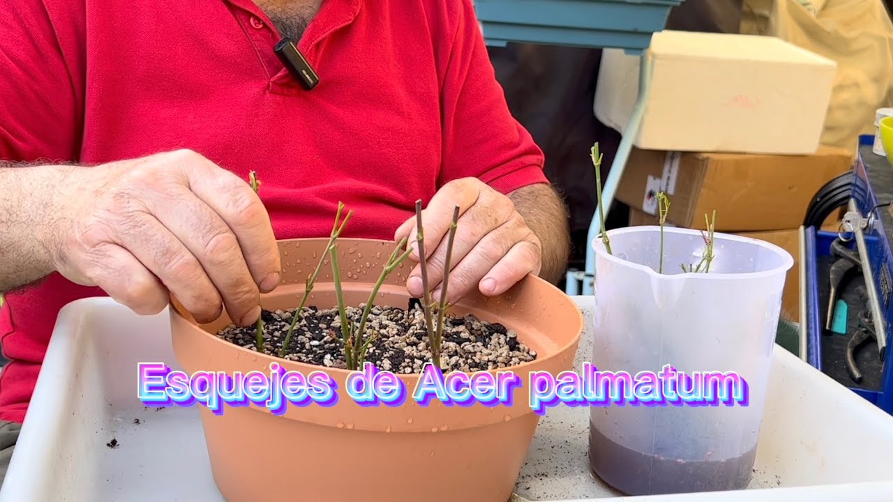 🌿  Esquejar Acer palmatum tan f&aacute;cil