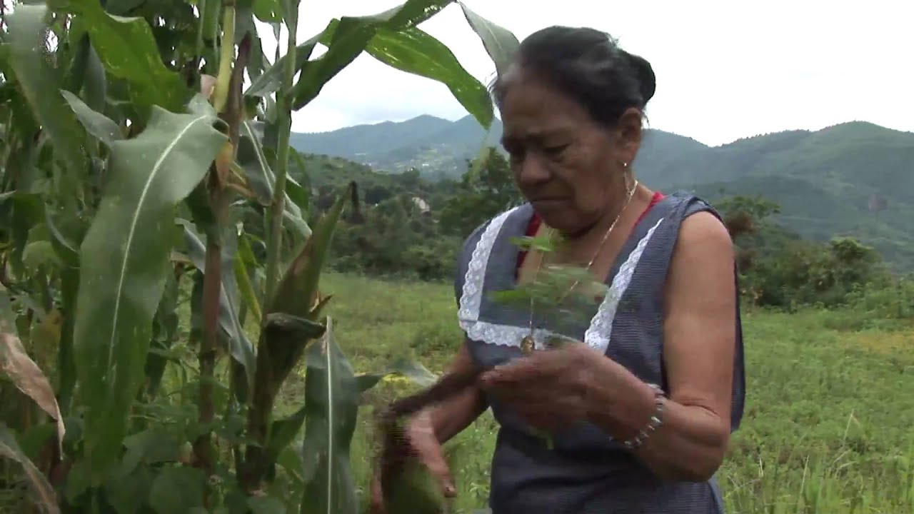 Mexico's Future Corn