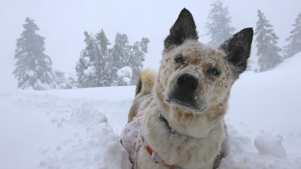 Colorado Blizzard Camping: 3 Feet of Snow!