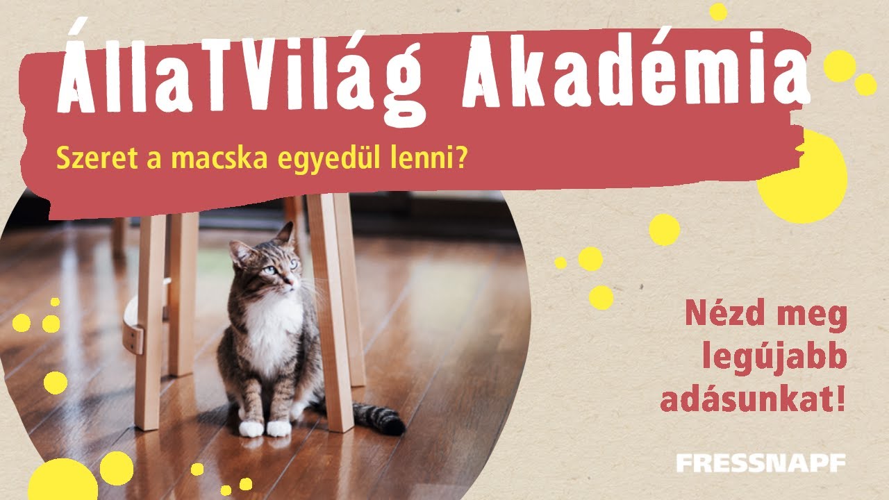 ÁllaTVilág Akadémia - Szeret a macska egyedül lenni?