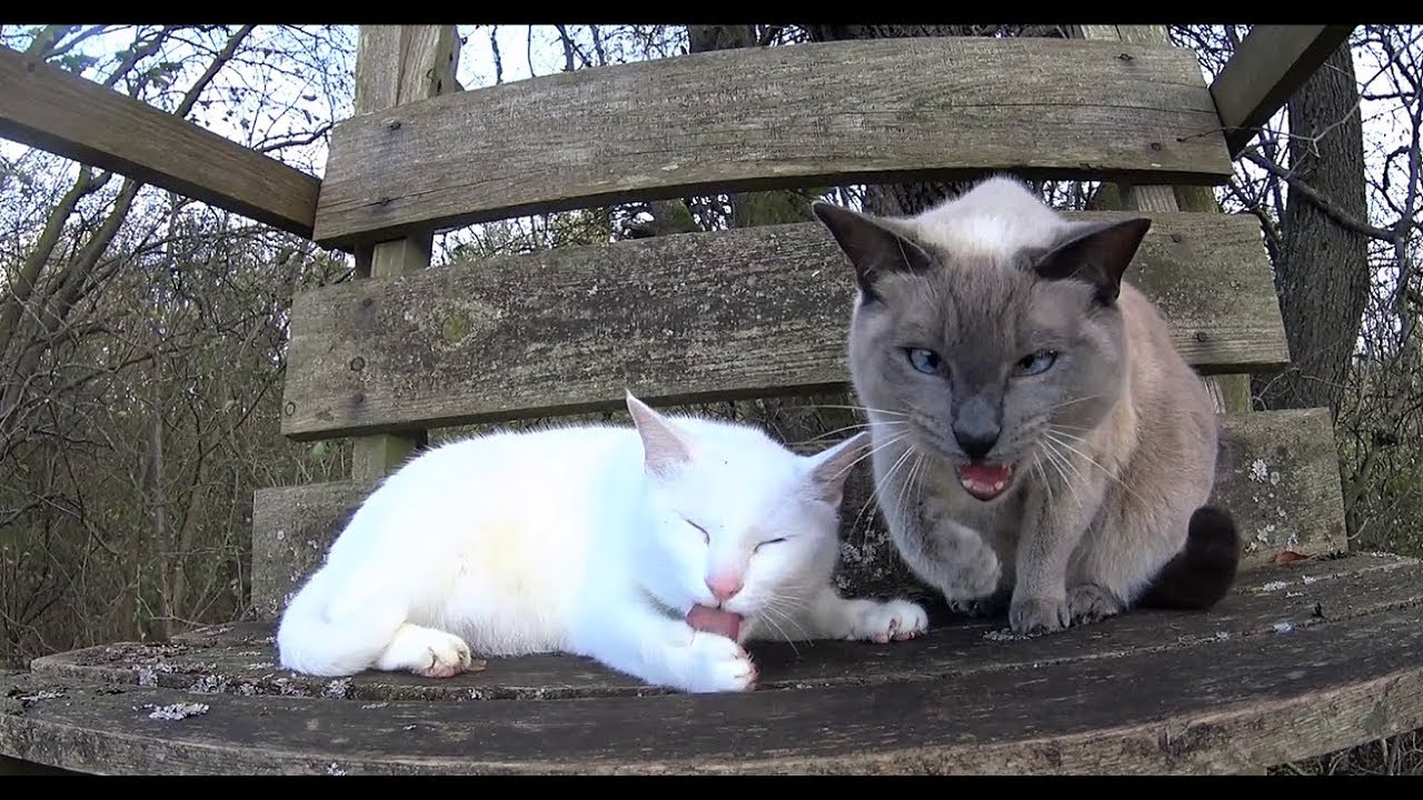 Tutorial: How to Train a Cat to Walk/Follow on Leash (Adventure Cat Training - Introduction)