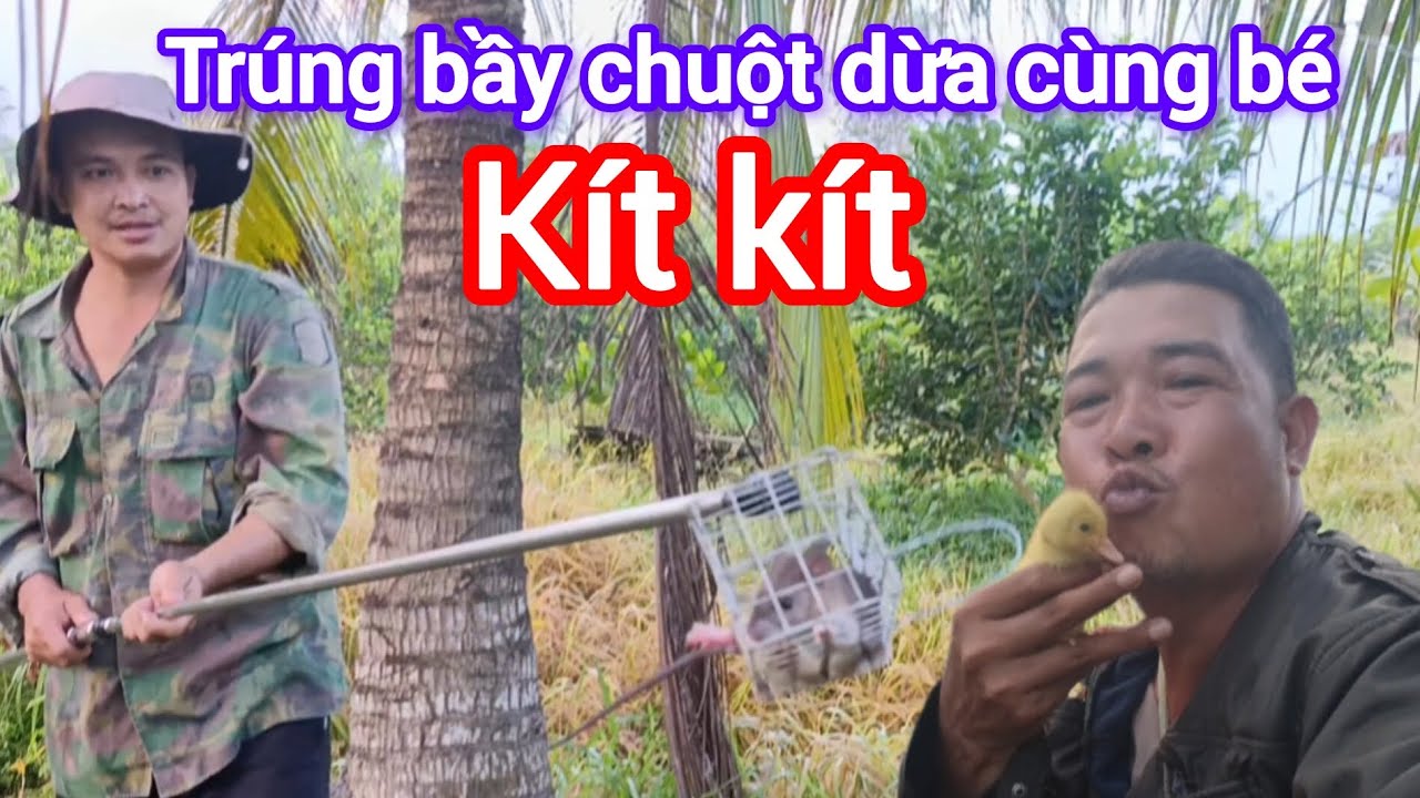Thăm bẫy chuột dừa trúng bầy chuột dừa cùng bé kít kít , Bột kít kít tv family 
