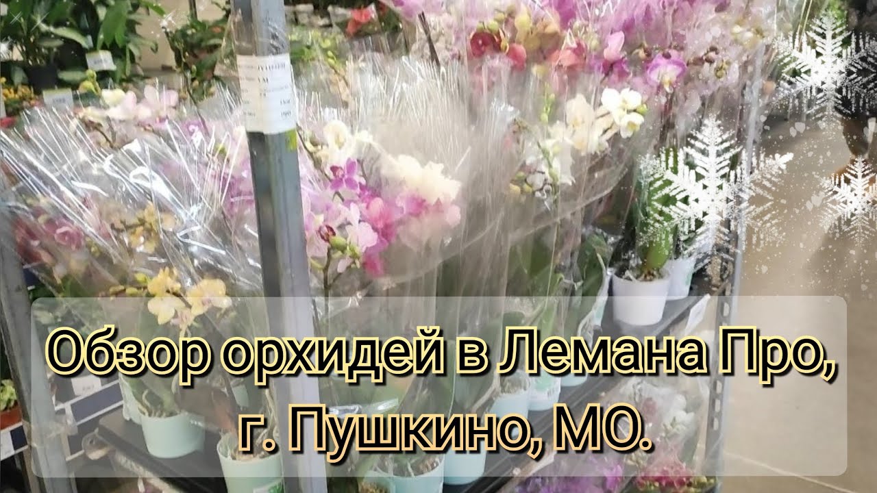 Обзор орхидей в Лемана Про, г. Пушкино, МО#обзор#2026#funny#flowers#plants 