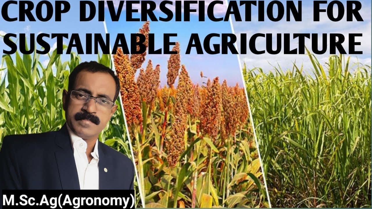 CROP DIVERSIFICATION FOR SUSTAINABLE AGRICULTURE