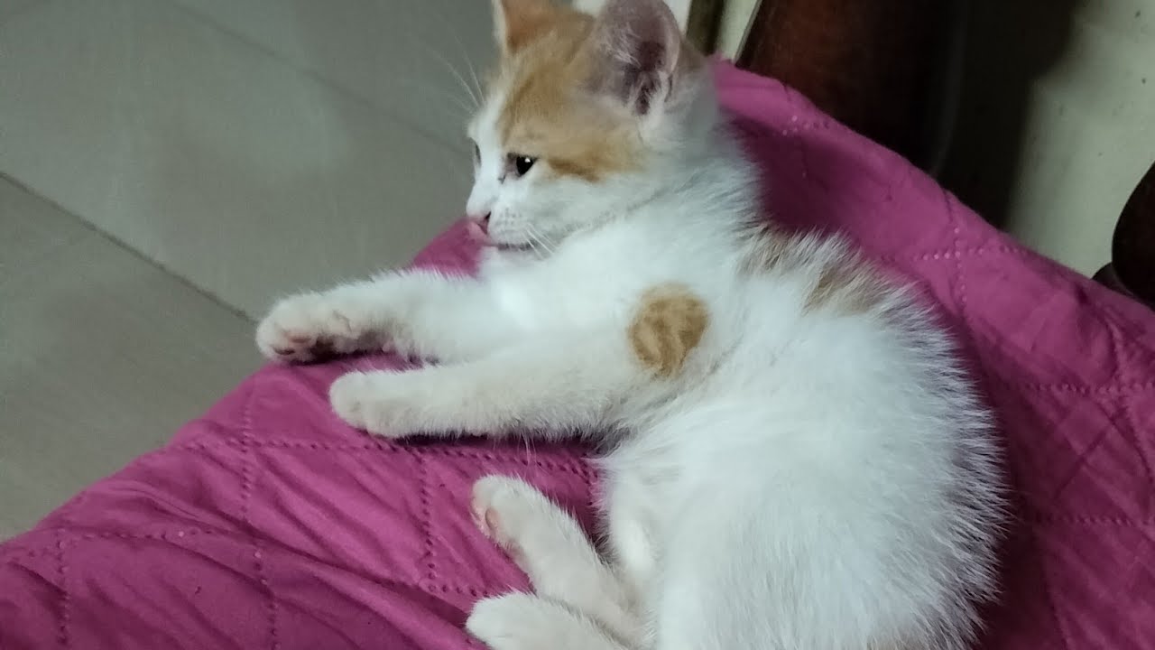 #Pet Lover#Simba🥰