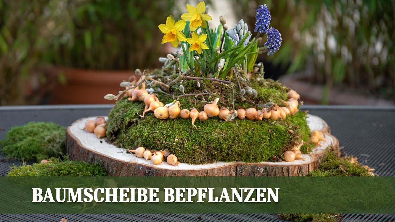 Frühlingsdekoration: So bepflanzt man eine Baumscheibe