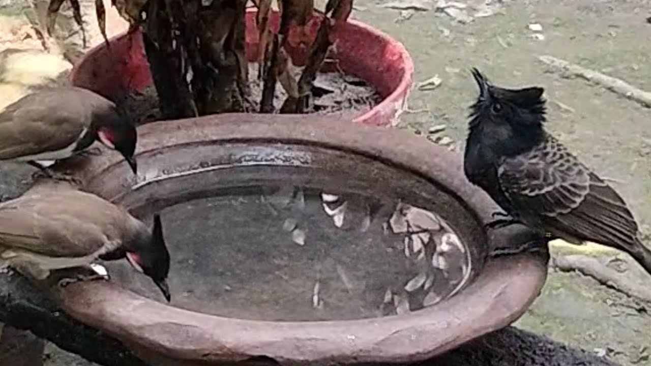 BIRDS MASTI