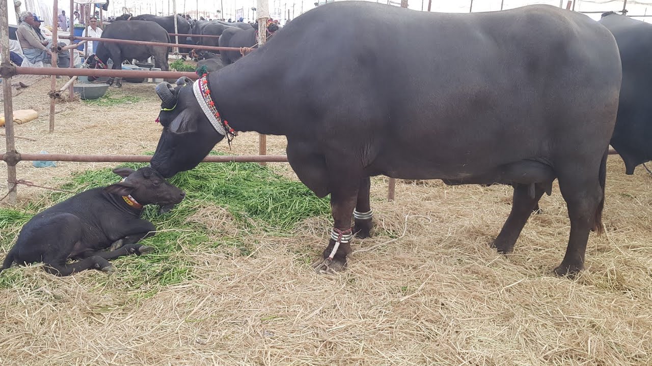 Pure banni top class banni buffalo kach gujrat dosu jatt buffaloes