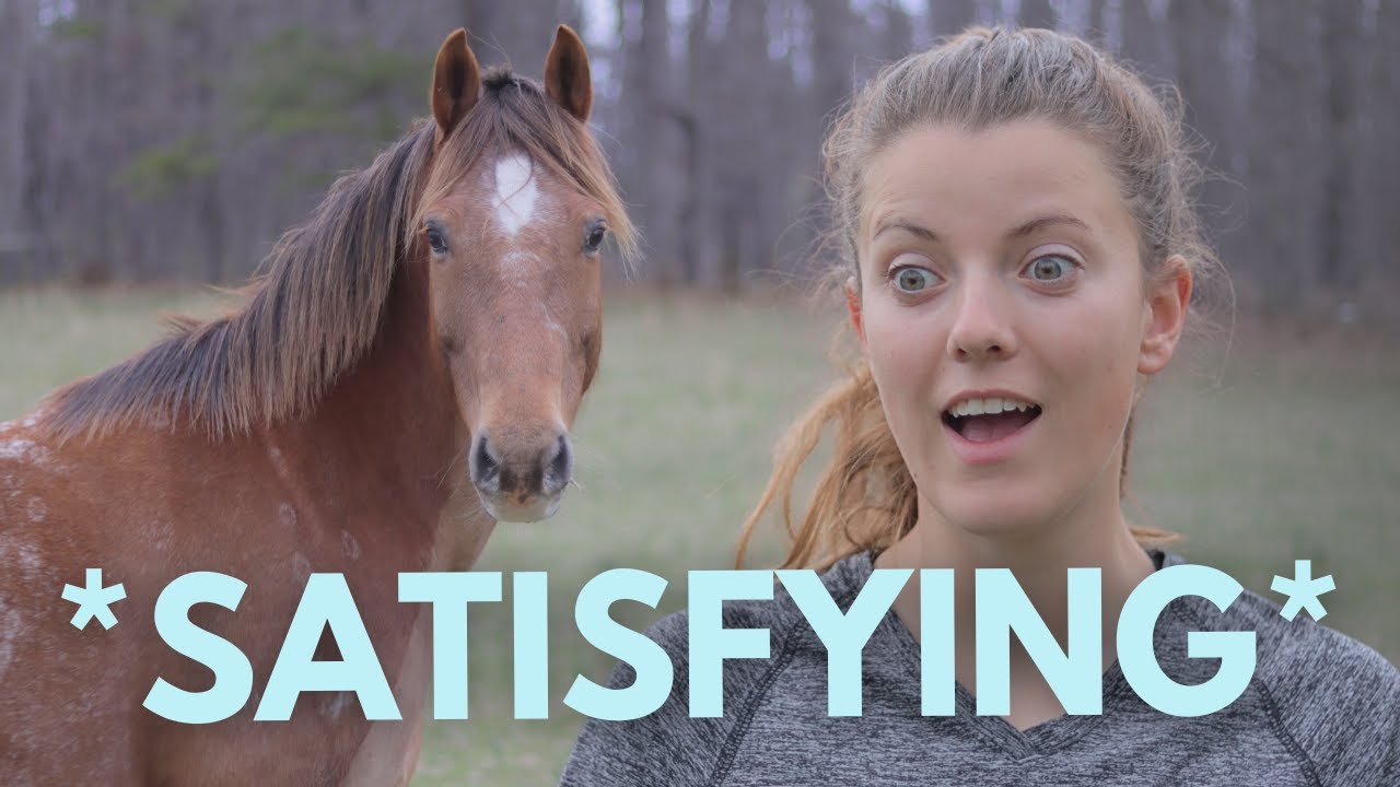 Тестирование инструментов для линьки лошадей